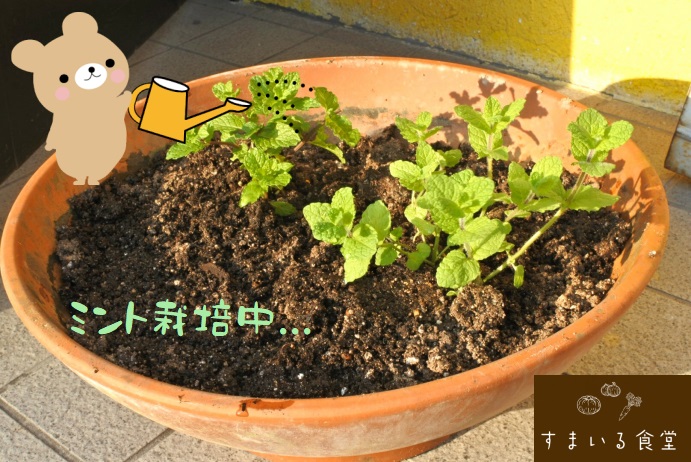 河内長野すまいる食堂デザート用のミント