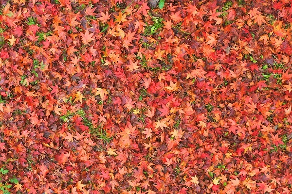 河内長野観心寺紅葉2020