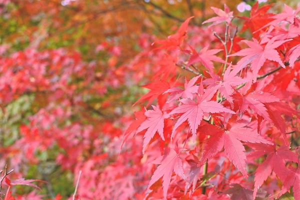 河内長野観心寺紅葉2020