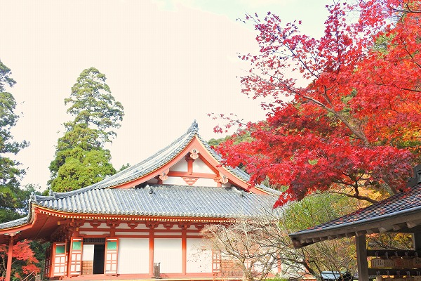 河内長野観心寺紅葉2020