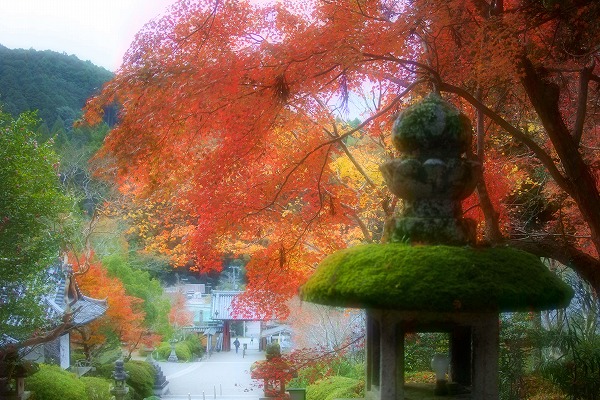 河内長野観心寺紅葉2020
