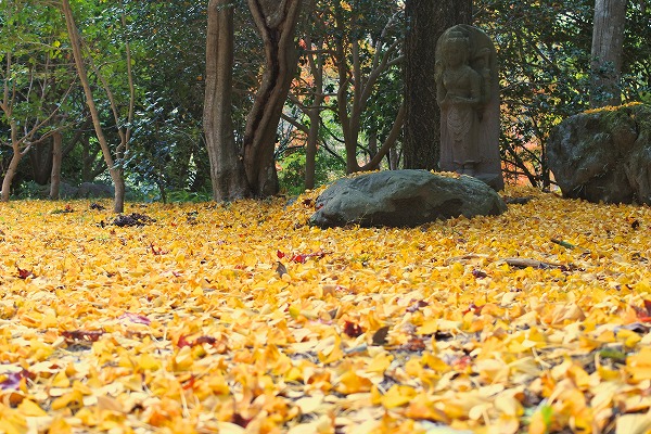河内長野観心寺紅葉2020