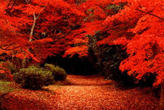 河内長野観心寺の紅葉